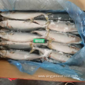 Frozen Mackerel Whole Round 400-500 Scomber Japonicus